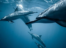 BOB半岛——探索理想度假生活的新天地